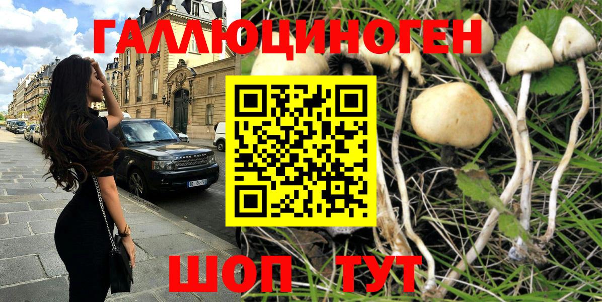 Псилоцибиновые грибы Psilocybe Ликино-Дулёво